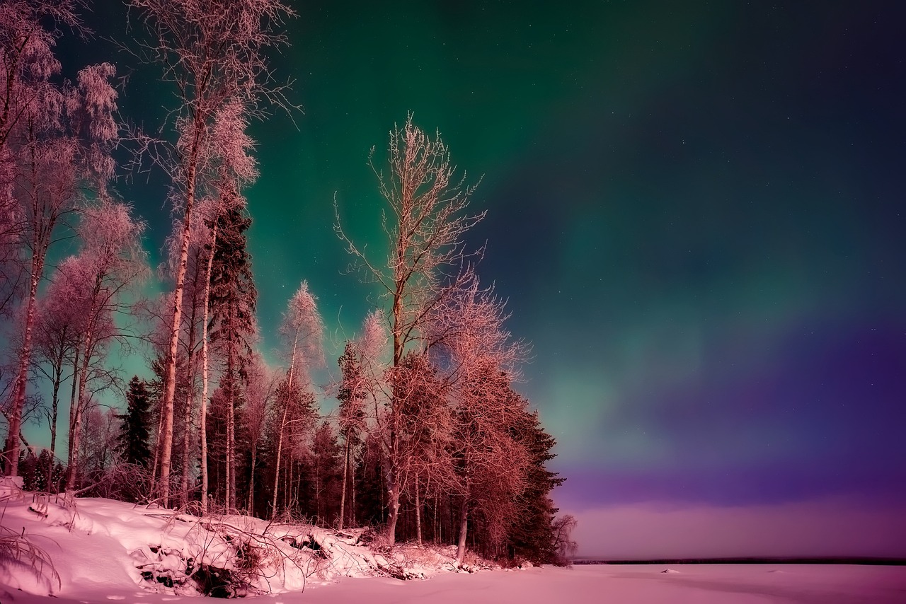 Frosty trees in winter